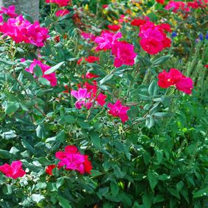 Red Knock Out®Rose