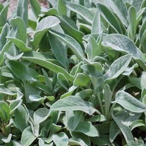 Stachys byzantina 'Silver Carpet' (Lamb's Ear)