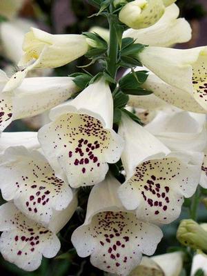 Digitalis purpurea 'Candy Mountain White' (Foxglove)