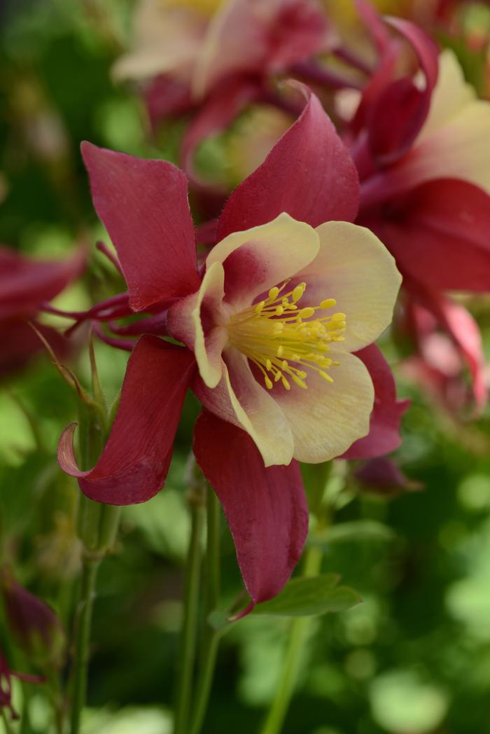 Aquilegia Earlybird™Red Yellow (Columbine) perennial, red and yellow flowers