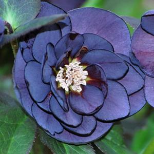 Helleborus x hybridus Winter Jewels® 'Onyx Odyssey'