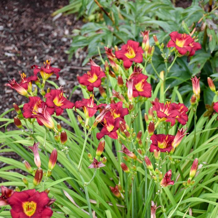 Hemerocallis 'Pardon Me' (Daylily)