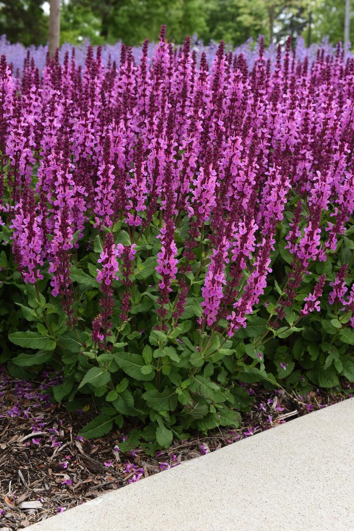 Salvia nemorosa 'Rose Marvel' (Meadow Sage)