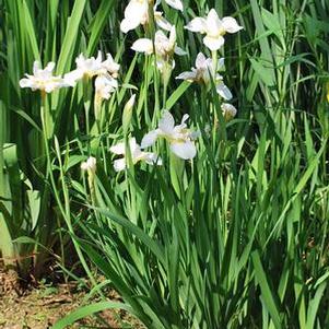 Iris sibirica 'Snow Queen' (Siberian Iris)