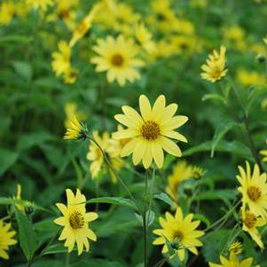 Lemon Queen Sunflower (Helianthus x 'Lemon Queen')
