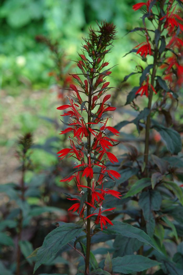 Cardinal Flower (Lobelia cardinalis 'Black Truffle')