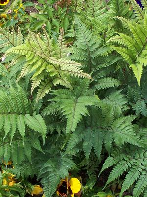 Limelight Lady Fern (Athyrium otophorum)