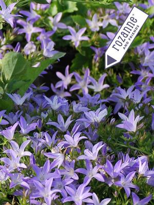 Serbian Bellflower (Campanula poscharskyana 'Blue Waterfall')