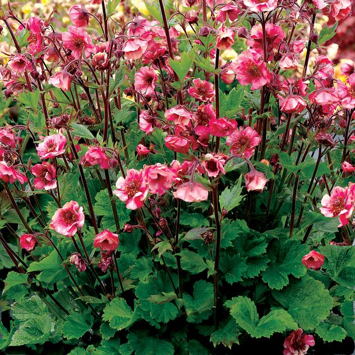 Geum Tempo ™Rose (Avens)