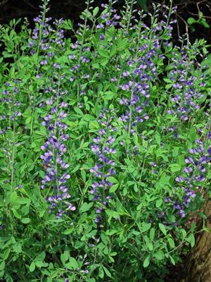 Baptisia australis (False Indigo), blue flowers