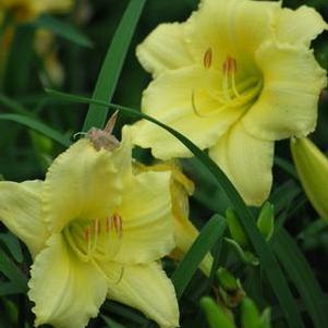 Hemerocallis 'Gail's Fragrant Treasure' (Daylily)