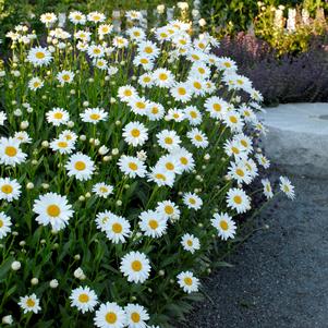 Leucanthemum x 'Becky' (Shasta Daisy)