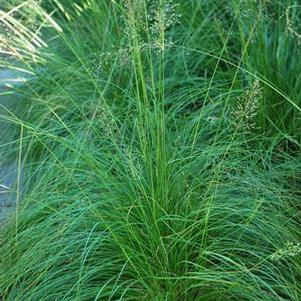 Prairie Dropseed (Sporobolus heterolepsis)