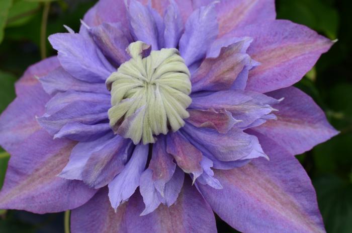 Clematis Diamantina™ (Hybrid Clematis), purple flower