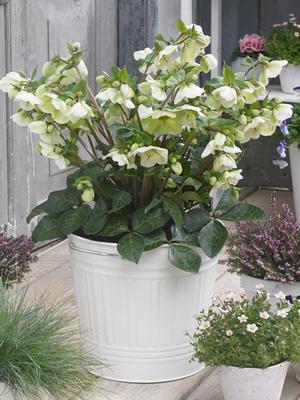 Helleborus x Frostkiss® Molly's White (Lenten Rose)