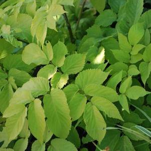 Japanese Spikenard (Aralia cordata 'Sun King')