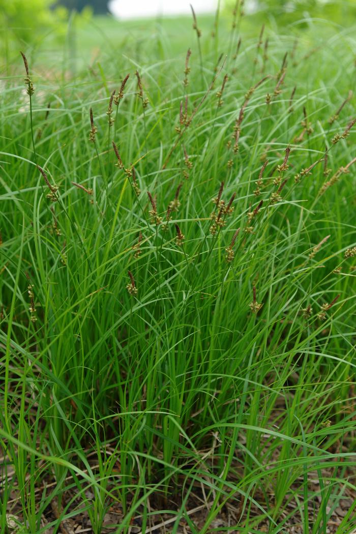 Pennsylvania Sedge (Carex pensylvanica)