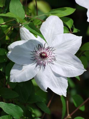 Clematis hybrid 'Miss Bateman' (Hybrid Clematis)