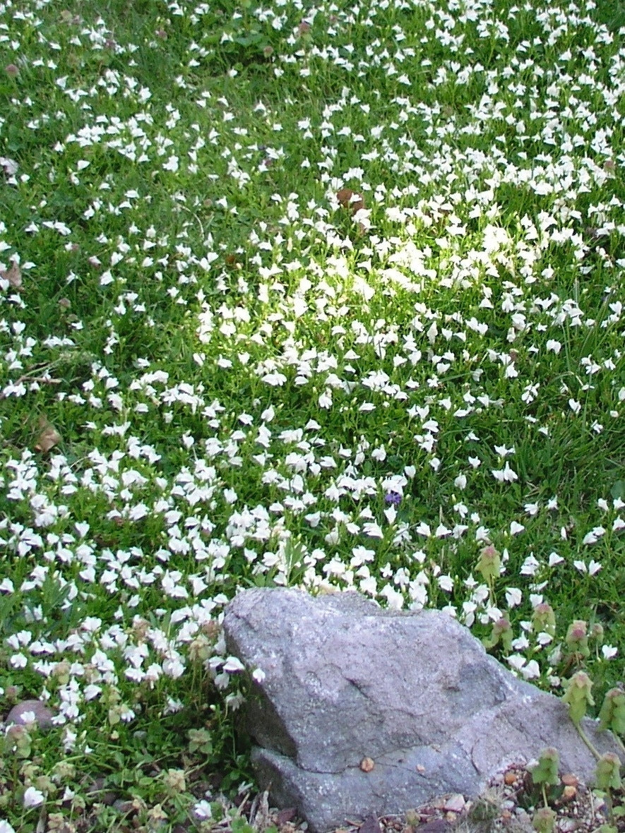 Creeping White Mazus (Mazus reptans 'Albus'), white flowers