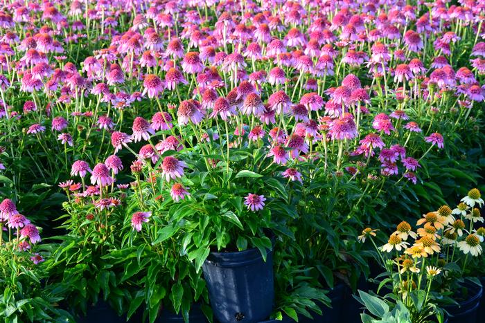 Echinacea x purpurea 'Butterfly Kisses' (Coneflower)