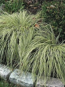 Variegated Japanese Sedge (Carex oshimensis 'Evergold')