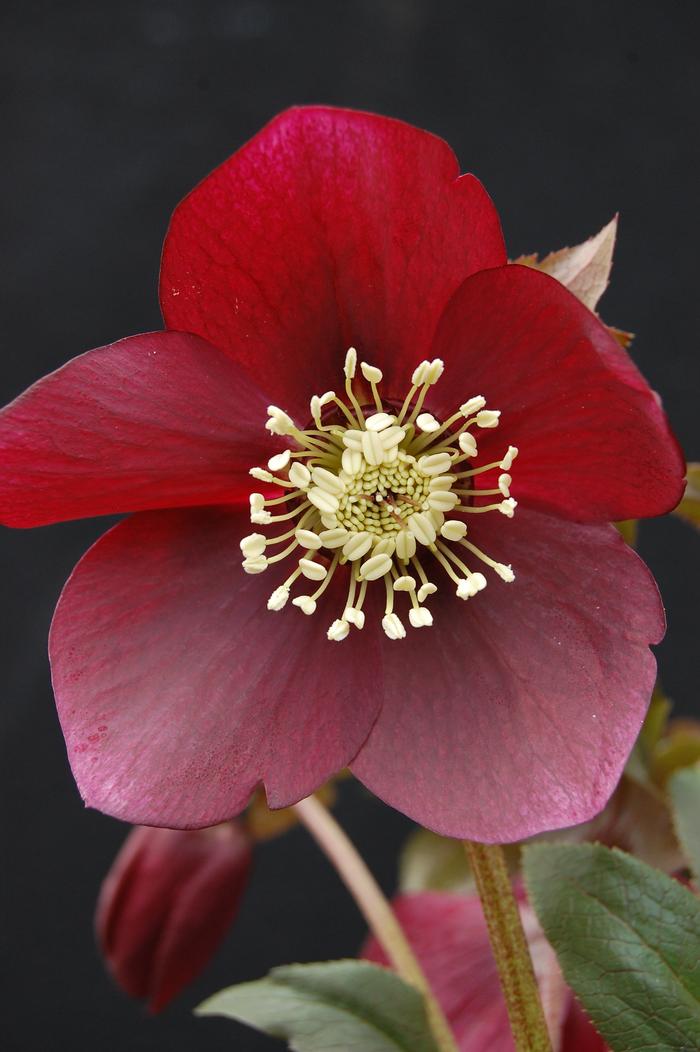 Helleborus x hybridus Winter Jewels® 'Ruby Wine'