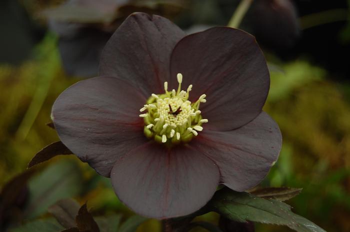 Helleborus W.J. 'Black Diamond' (Winter Jewels® Series Lenten Rose)