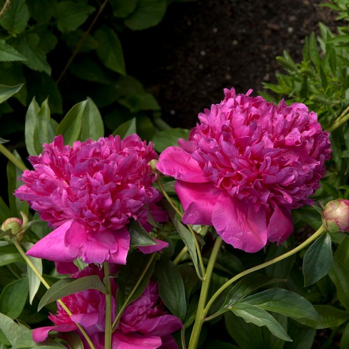 Paeonia lactiflora 'Felix Crousse' (Garden Peony)