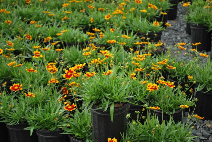 Coreopsis x L'il Bang™ 'Daybreak' (Tickseed), red and yellow flowers