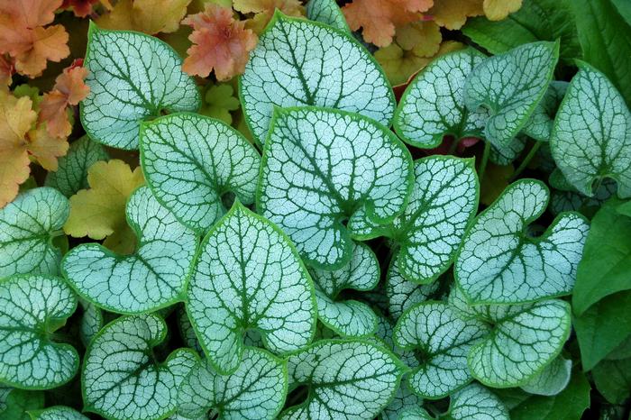 Variegated Dwarf Anchusa (Brunnera macrophylla 'Jack Frost')