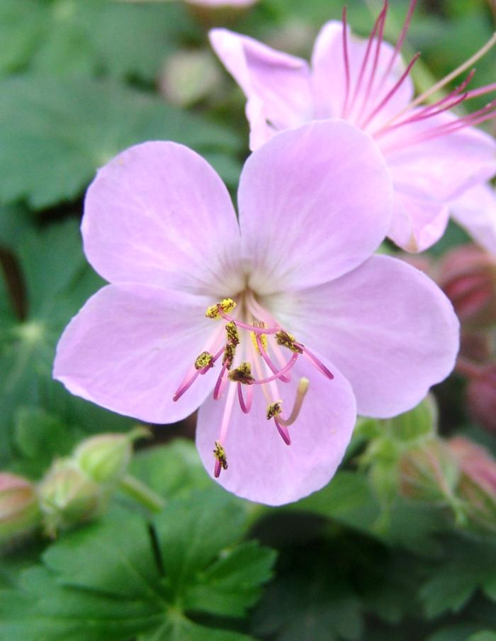 Geranium macrorrhizum 'Ingwersen's Variety' (Bigroot Geranium)