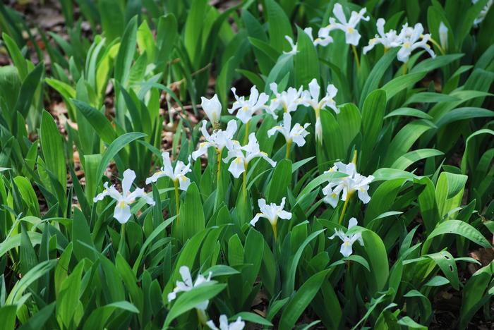 Iris cristata 'Tennessee White' (Dwarf Crested Iris)