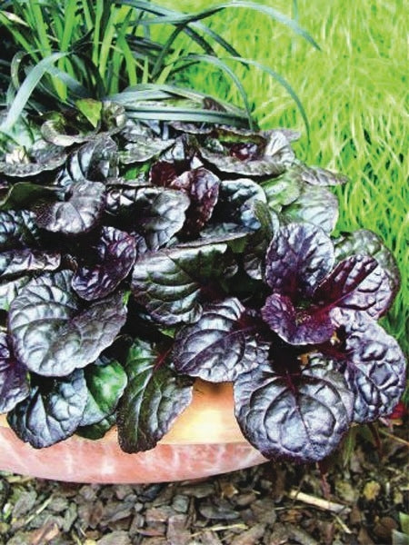 Ajuga reptans 'Black Scallop' (Bugle Weed) perennial