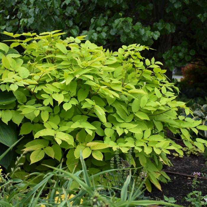 Japanese Spikenard (Aralia cordata 'Sun King')