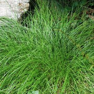 Appalachian Sedge (Carex appalachica) perennial, green grass