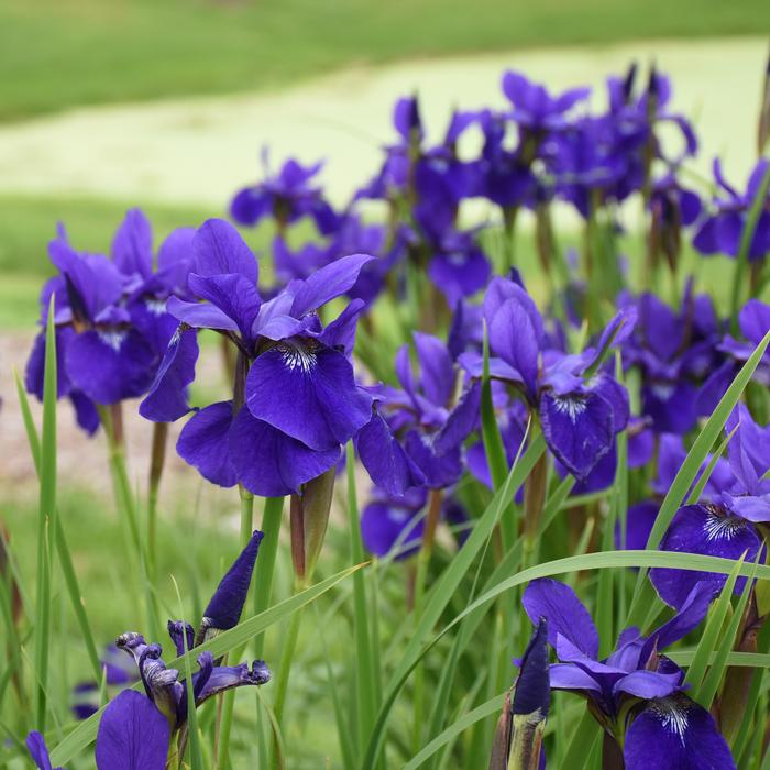 Iris sibirica 'Caesar's Brother' (Siberian Iris)