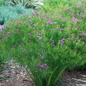 Threadleaf Ironweed (Vernonia lettermannii 'Iron Butterfly')