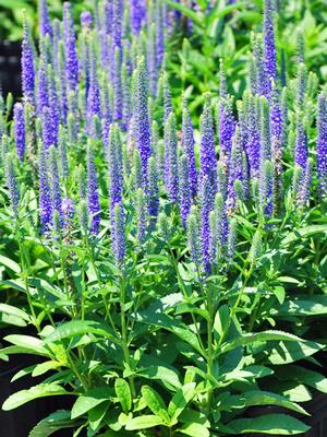 Veronica spicata 'Royal Candles' (Speedwell)