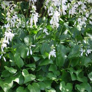 Hosta x 'Royal Standard' (Plantain Lily)