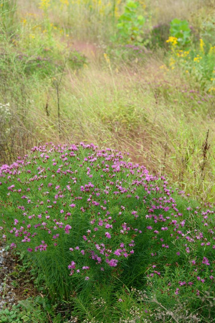 Threadleaf Ironweed (Vernonia lettermannii 'Iron Butterfly')