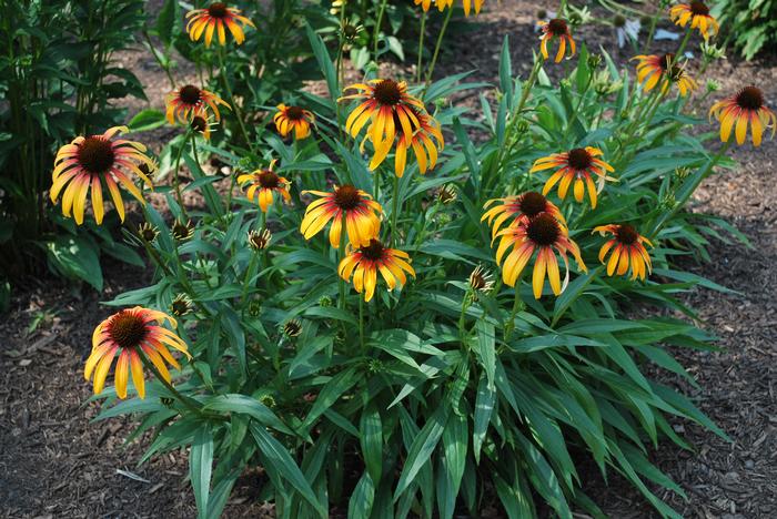 Echinacea x 'Fiery Meadow Mama' (Coneflower), yellow flowers