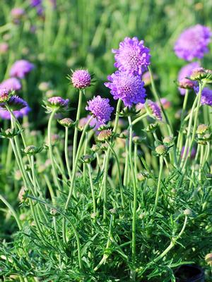 Scabiosa columbaria 'Butterfly Blue' (Pincushion Flower)