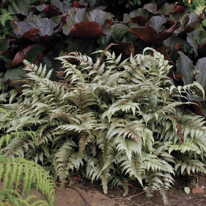 Japanese Painted Fern (Athyrium niponicum var. pictum)