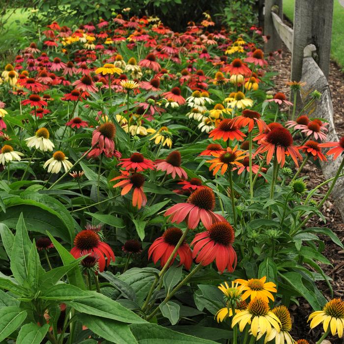 Echinacea x purpurea 'Cheyenne Spirit' (Coneflower)