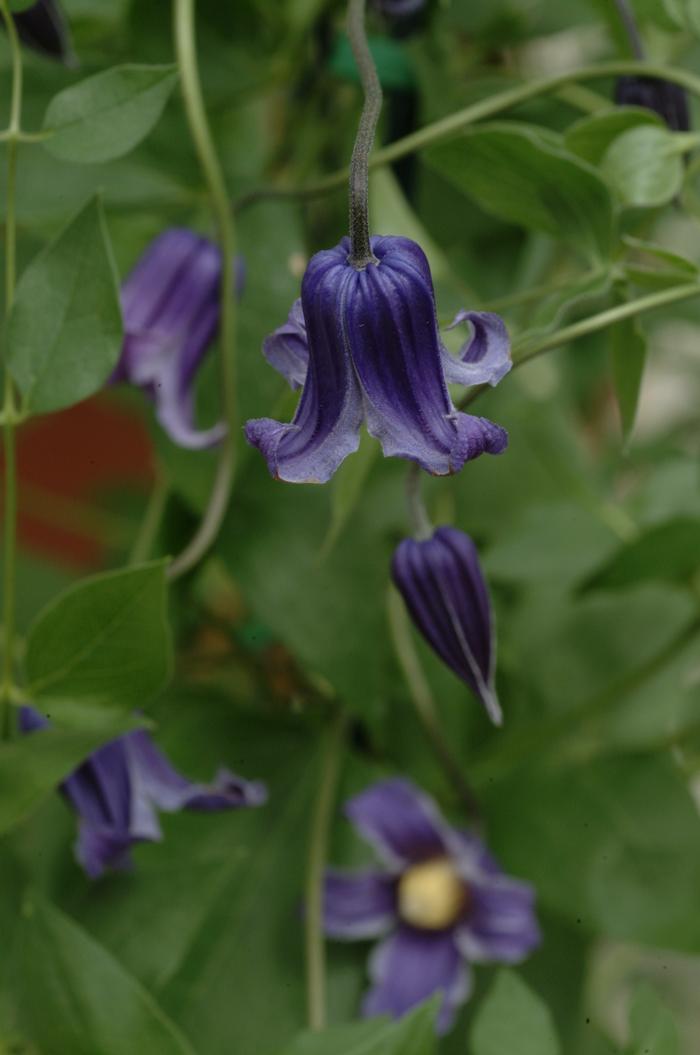 Clematis hybrid 'Rooguchi' (Hybrid Clematis), purple flowers