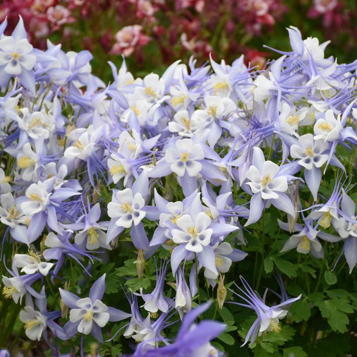 Aquilegia Kirigami™ Light Blue & White (Columbine) perennial, purple flowers