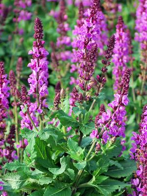 Salvia nemorosa 'Rose Marvel' (Meadow Sage) – Perennial Farm Marketplace