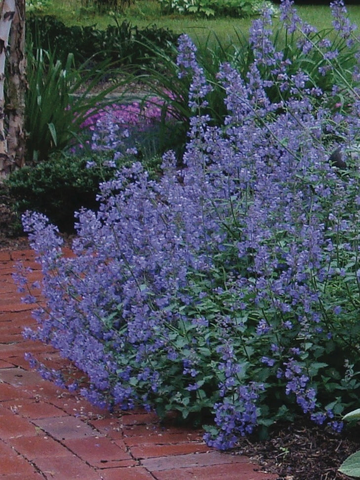 Nepeta racemosa 'Blue Wonder' (Catmint)