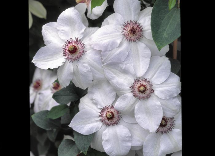 Clematis hybrid 'Miss Bateman' (Hybrid Clematis)