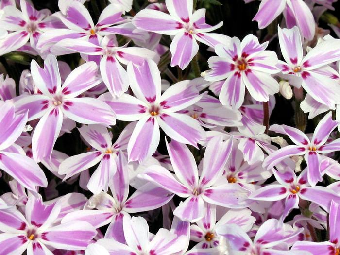 Phlox subulata 'Candy Stripes' (Moss Pinks)